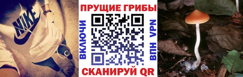 Псилоцибиновые грибы прущие грибы  кракен как зайти  Дигора 